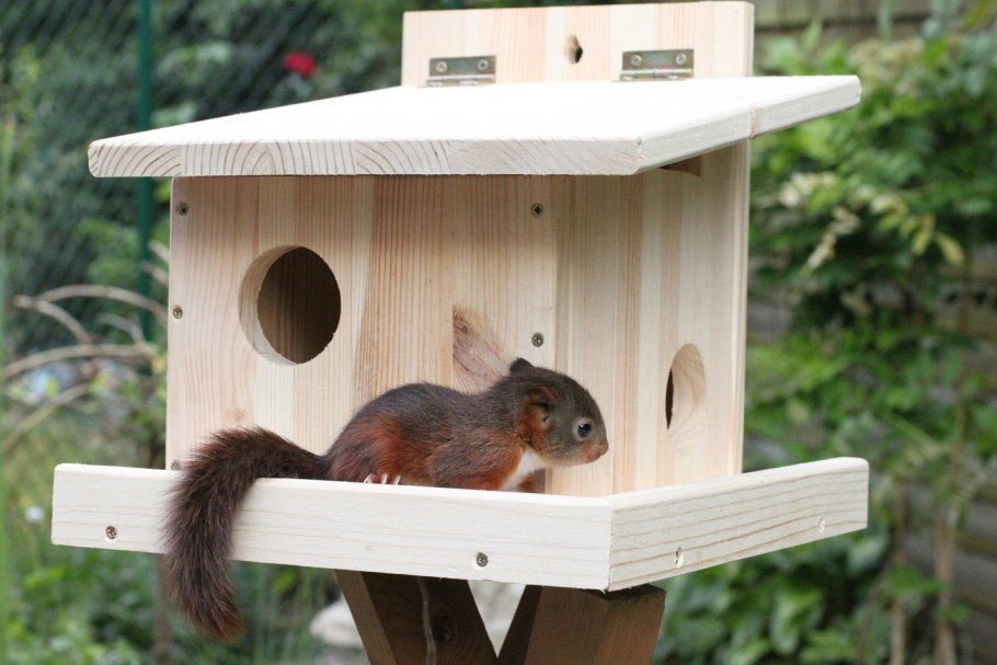 Скворечник-бельчатник "пищуха"