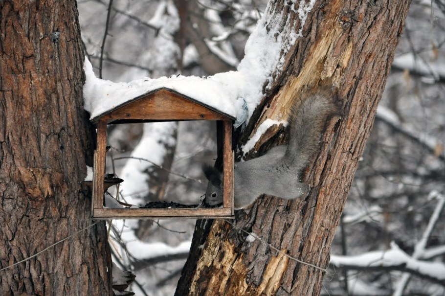 Необычные кормушки для белок