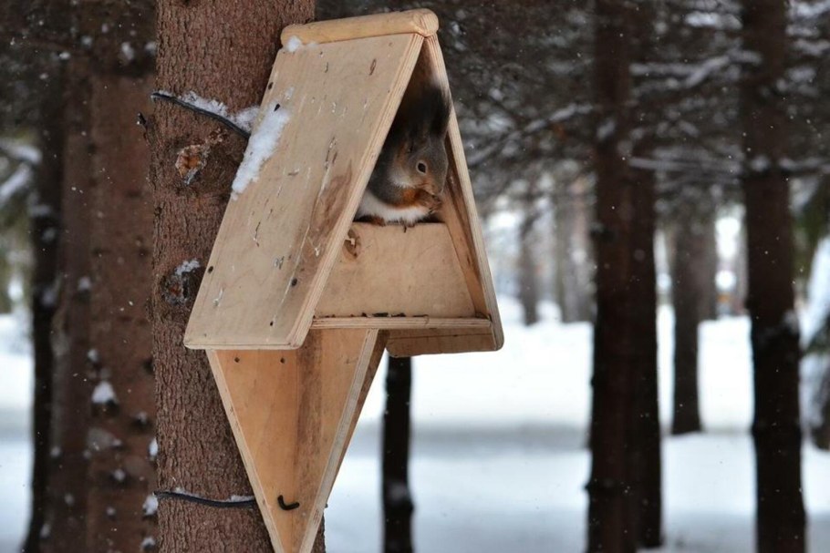 Кормушка для белки