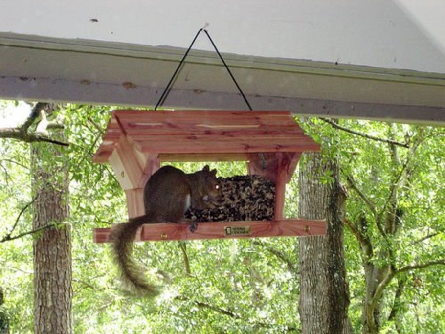 Кормушка для белки
