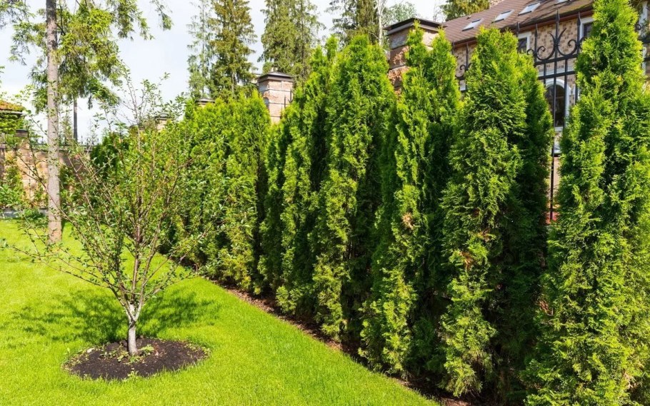 Туя Западная Спиралис