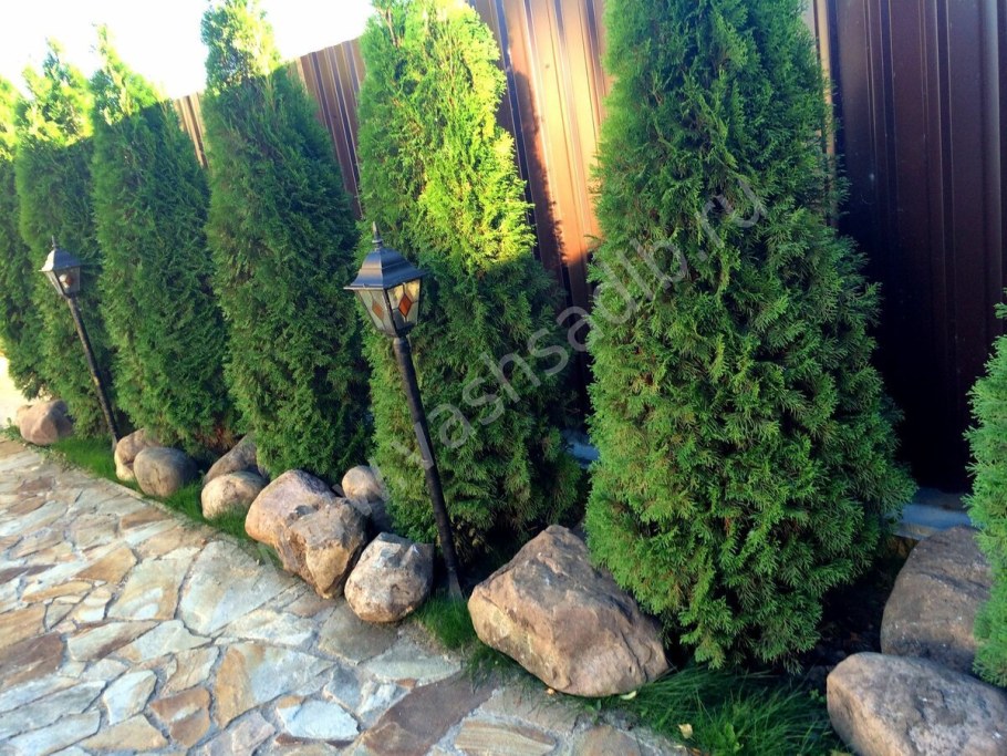 Туя колоновидная Западная Смарагд