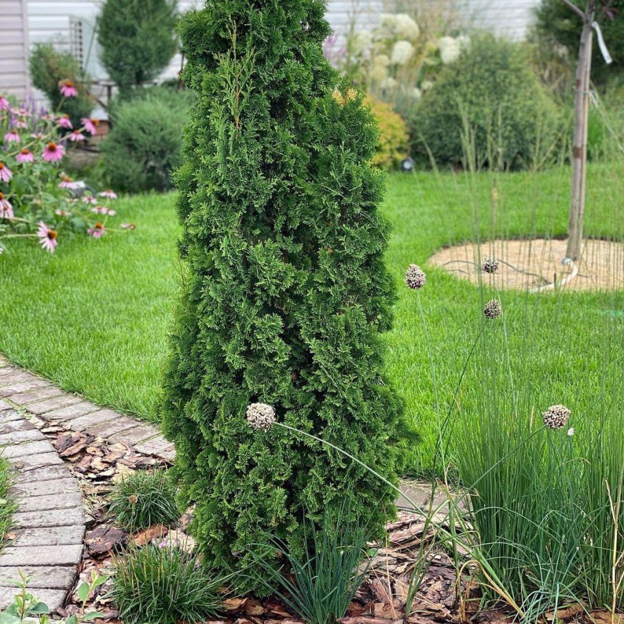 Туя Thuja OCC. 'Zmatlik'