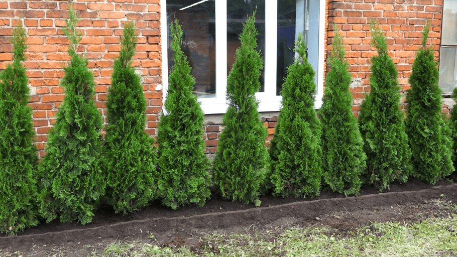 Туя Западная Смарагд Вариегата