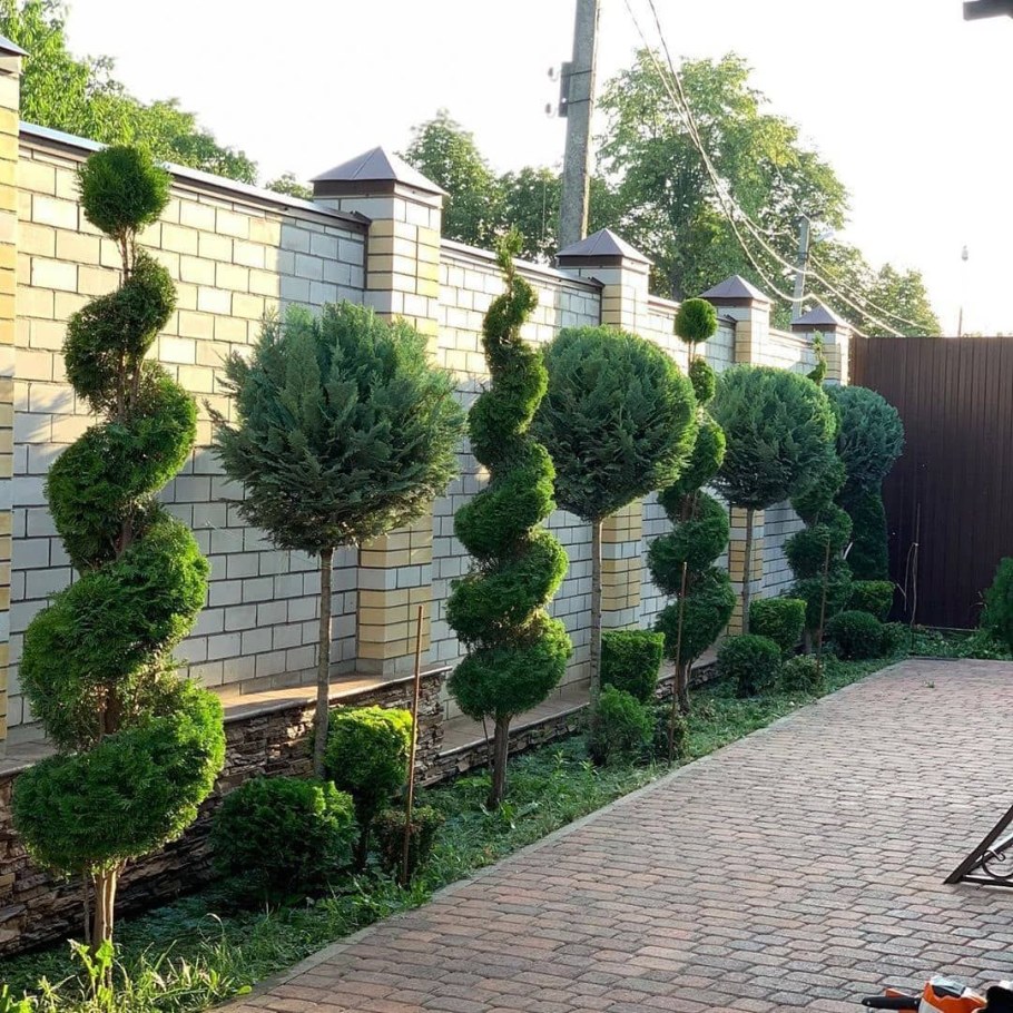 Топиарная стрижка туи Смарагд