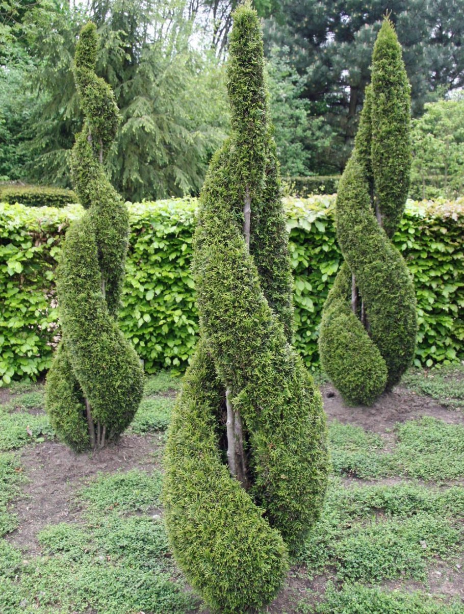 Туя Смарагд и самшит