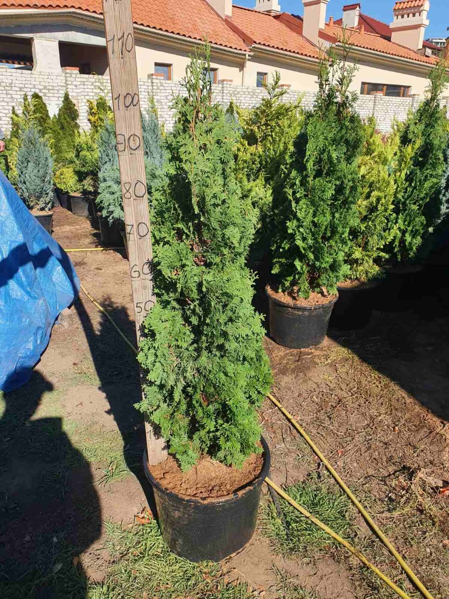 Туя Брабант Колумна