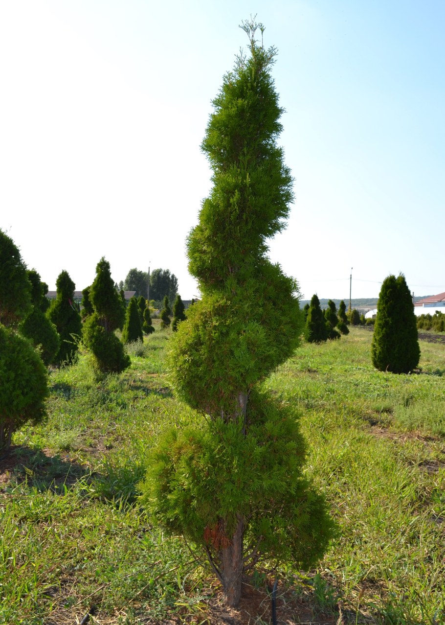 Туя спираль