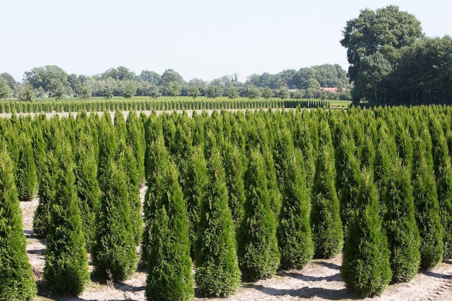 Туя пирамидальная Смарагд