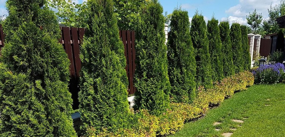 Туя Смарагд можжевельник