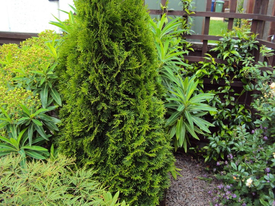 Туя Бробекс Тауэр