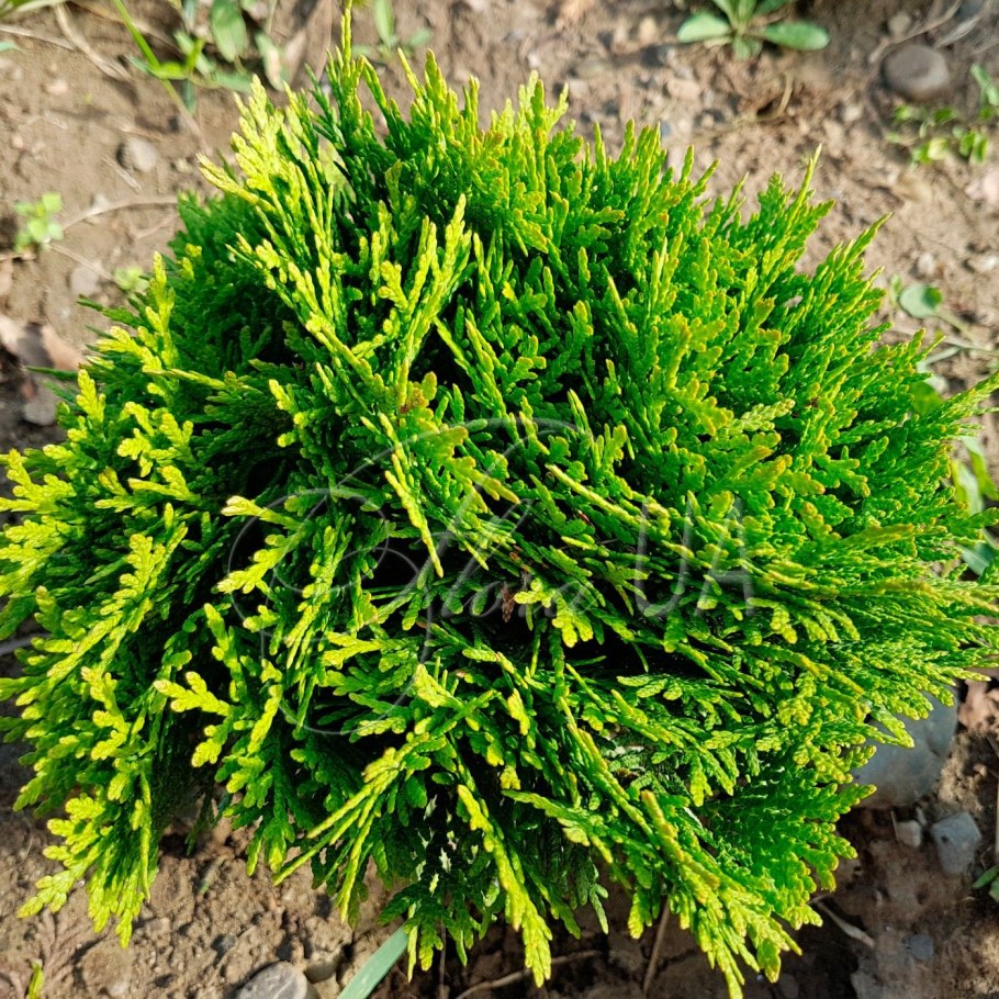 Туя Западная Даника