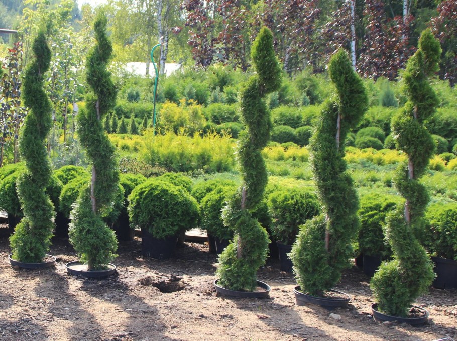 Туя пирамидальная Смарагд