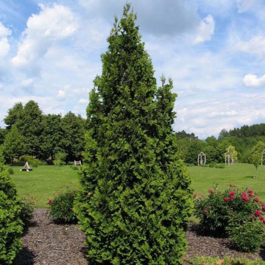 Туя Западная «spiralis» (Thuja occidentalis «spiralis»)