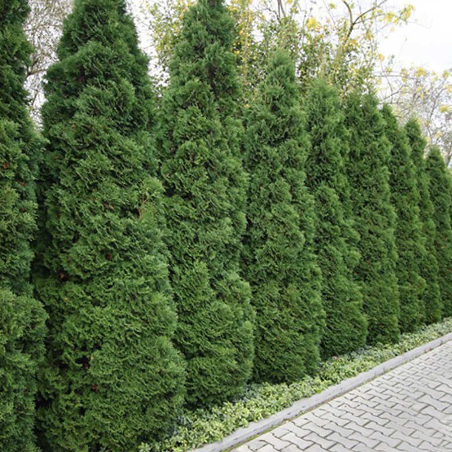 Туя Западная Холмструп (Thuja occidentalis Holmstrup)