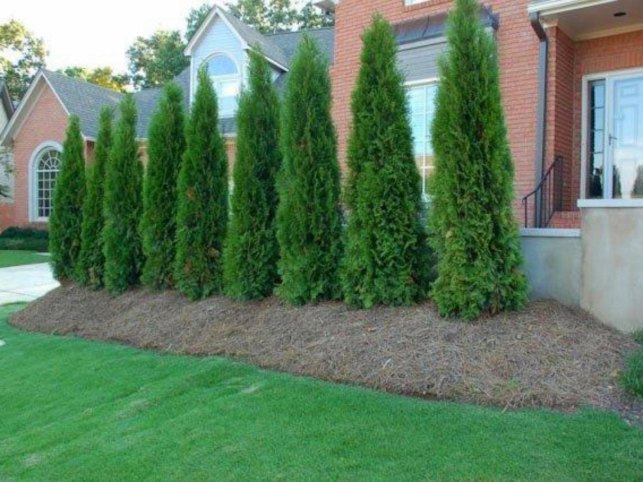 Туя Смарагд изгородь