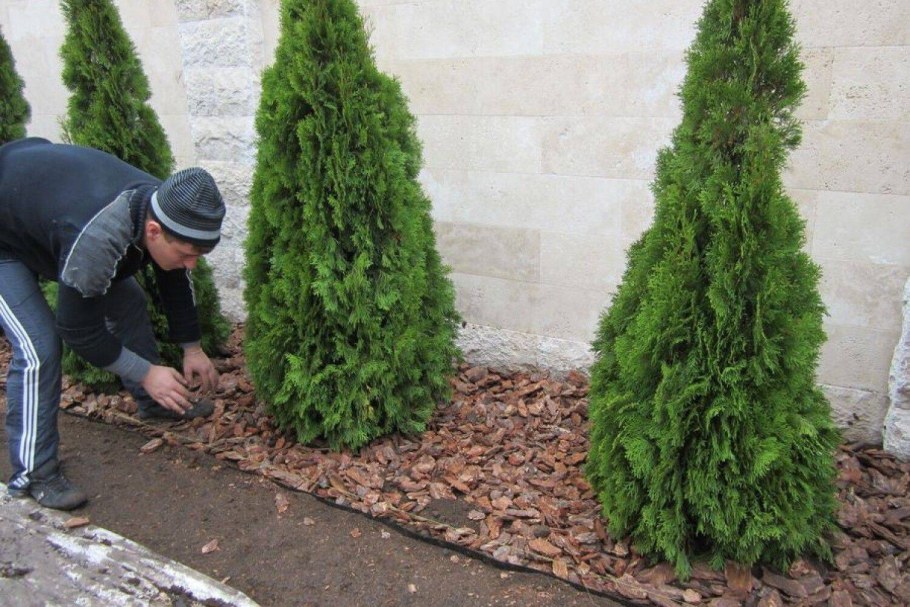 Туя Западная Смарагд