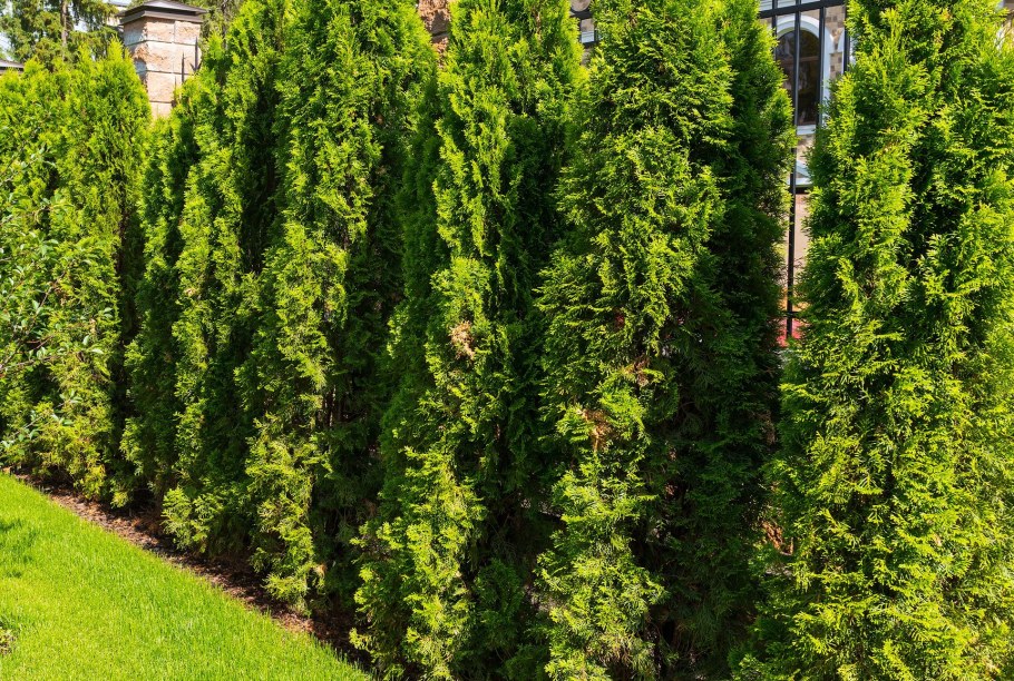 Туя Страсбург