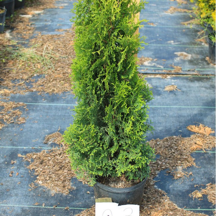 Туя Западная колоновидная