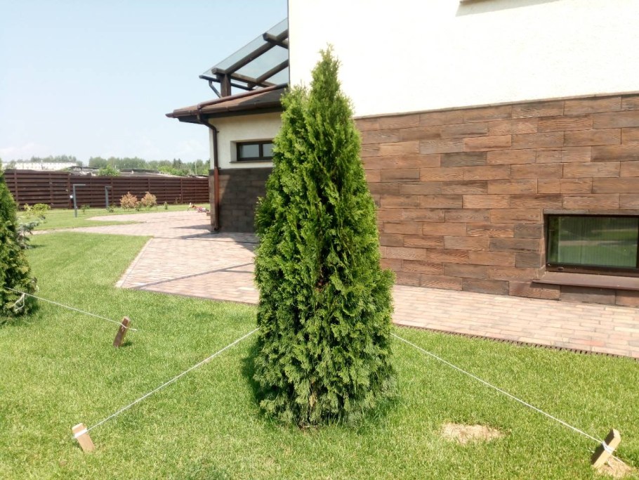 Туя Западная спиралевидная