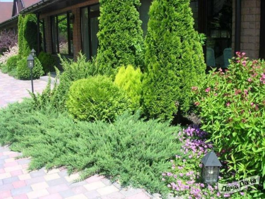 Микробиота хвойник