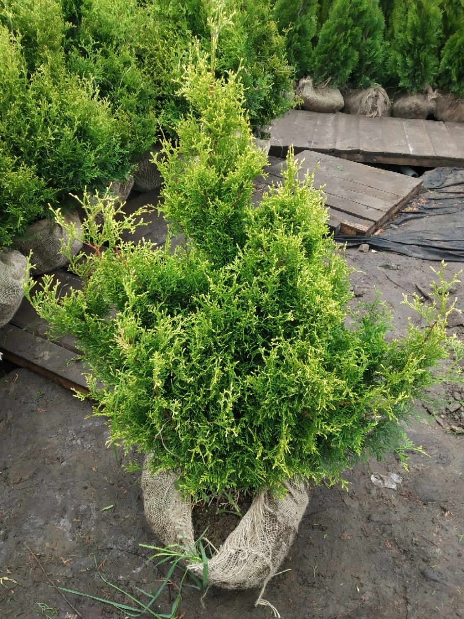 Туя Альбоспиката