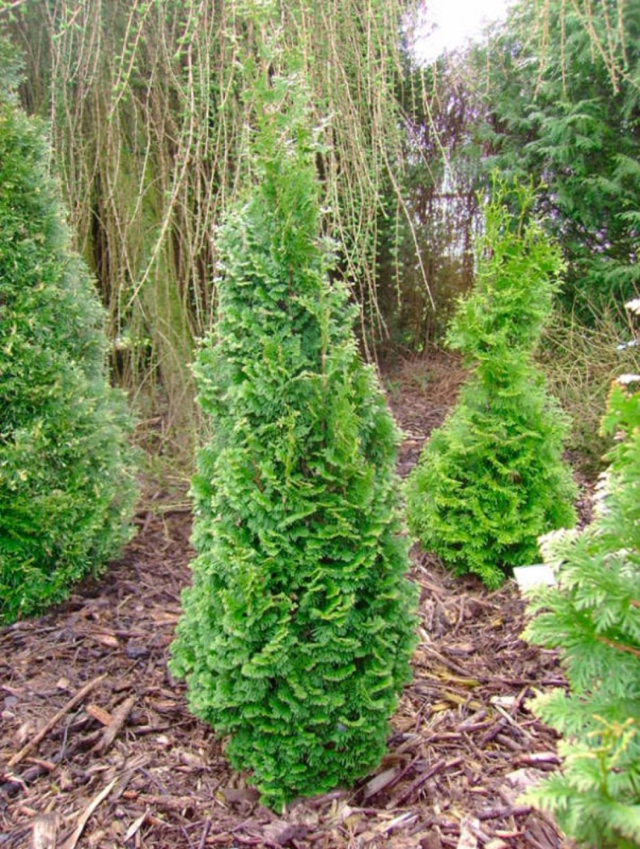 Туя Западная Бробекс Тауэр