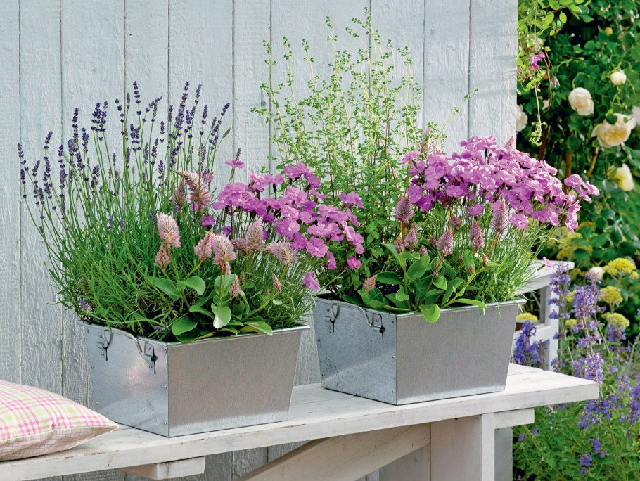 Маттиола на клумбе