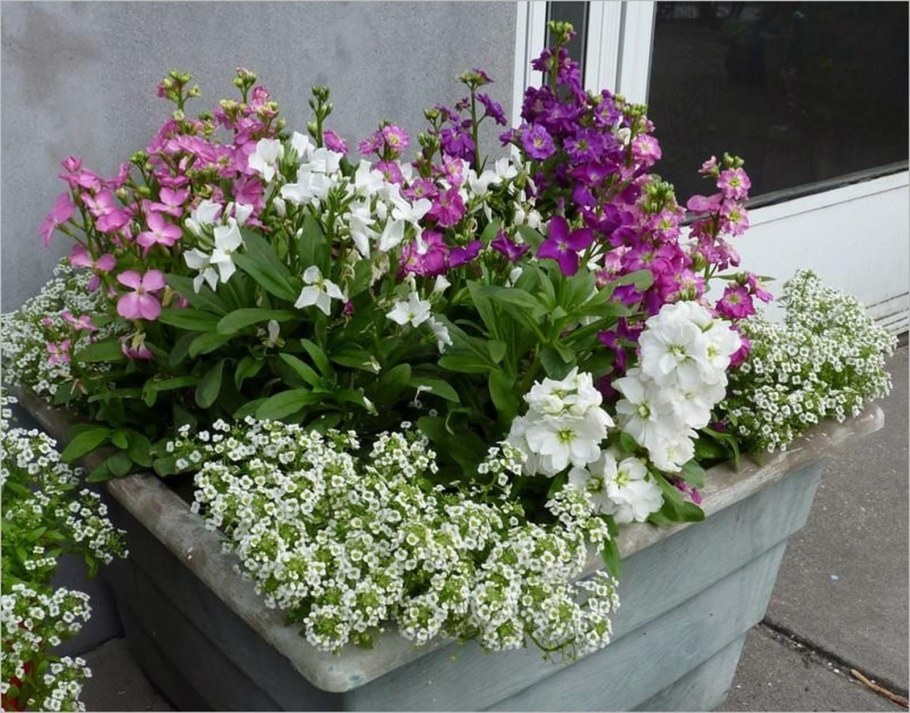 Петунии, лобелия, алиссум