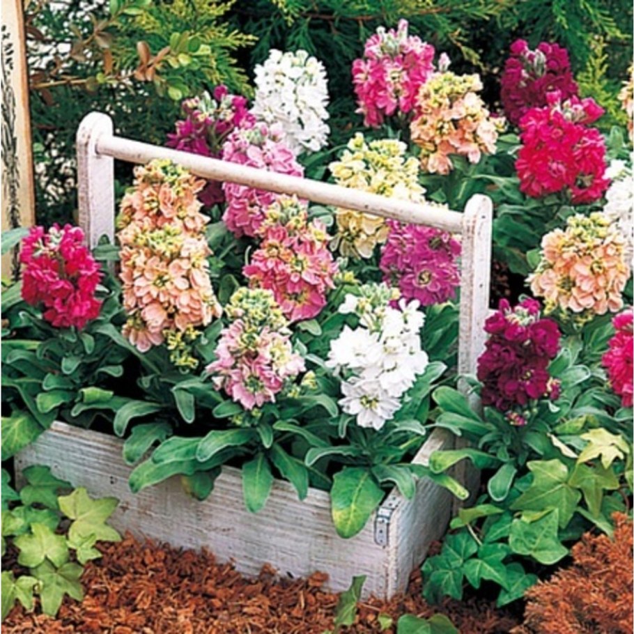 Маттиола Седая Синдерелла вивид микс