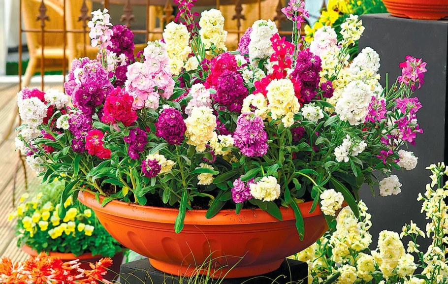 Алиссум Вербена маттиола