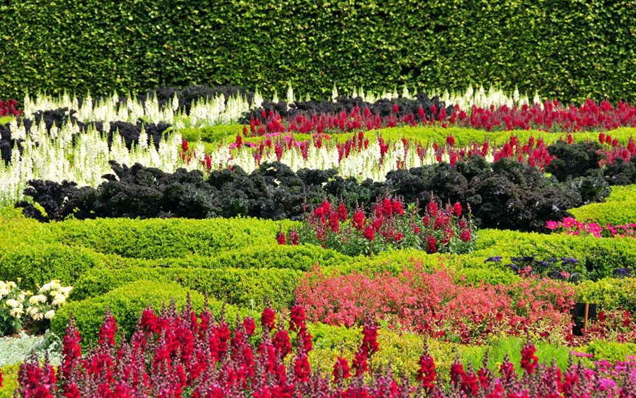 Львиный зев на клумбе