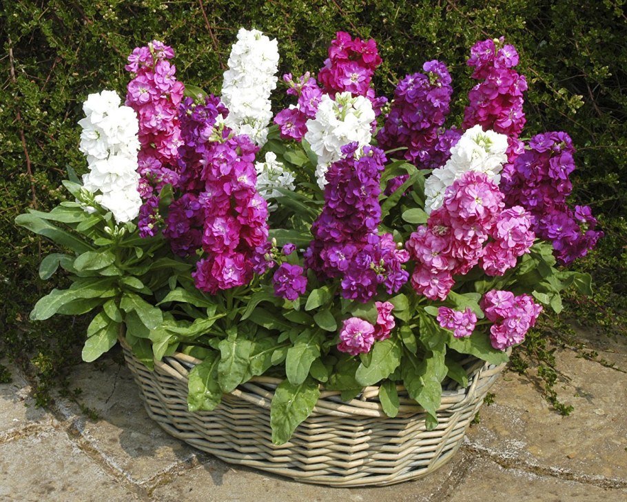 Левкой седой