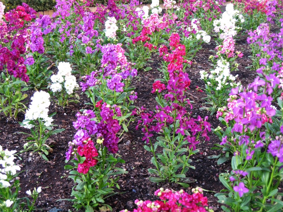 Цветы маттиола многолетники