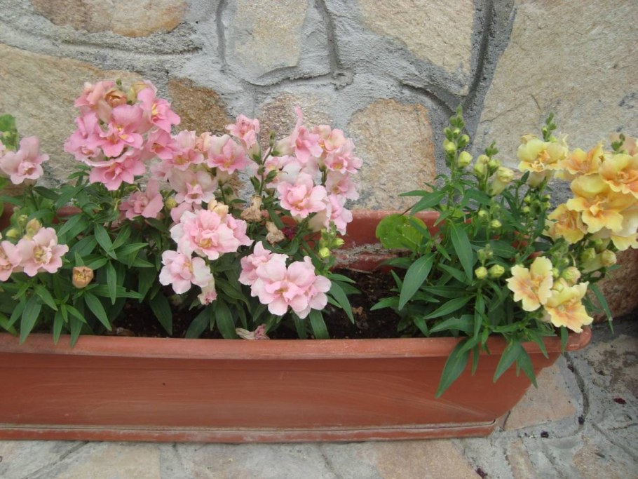 Годеция и львиный зев