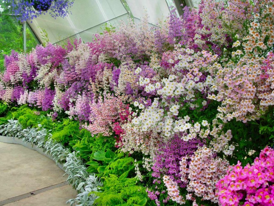 Схизантус визетонский