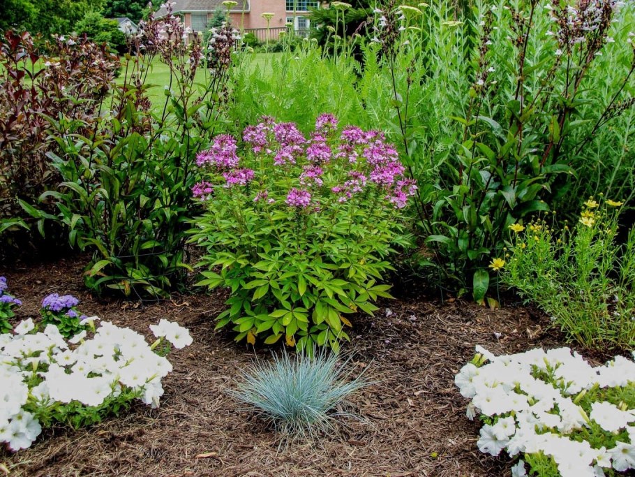 Однолетник клеома