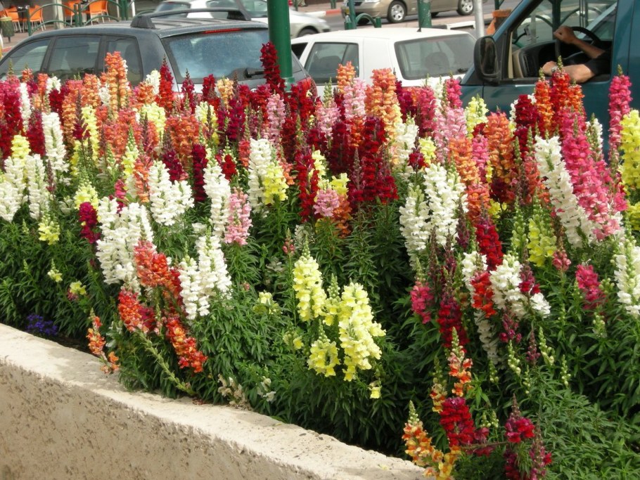 Антирринум лампион f1