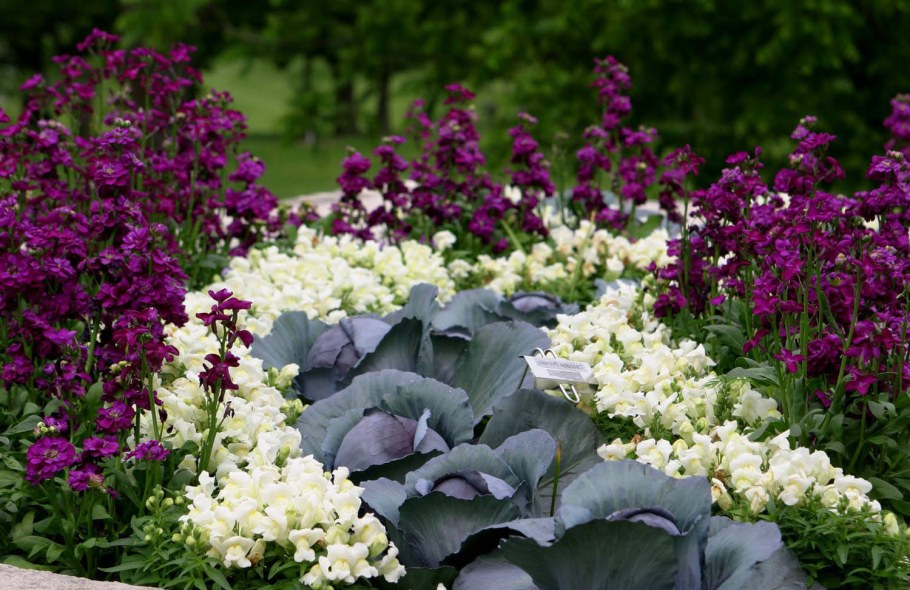 Сальвия агератум лобелия