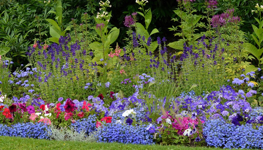 Лобелия и Сальвия