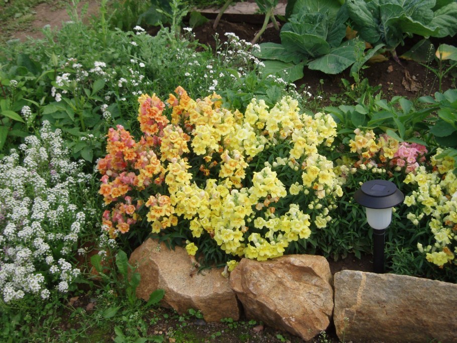 Антирринум и маттиола