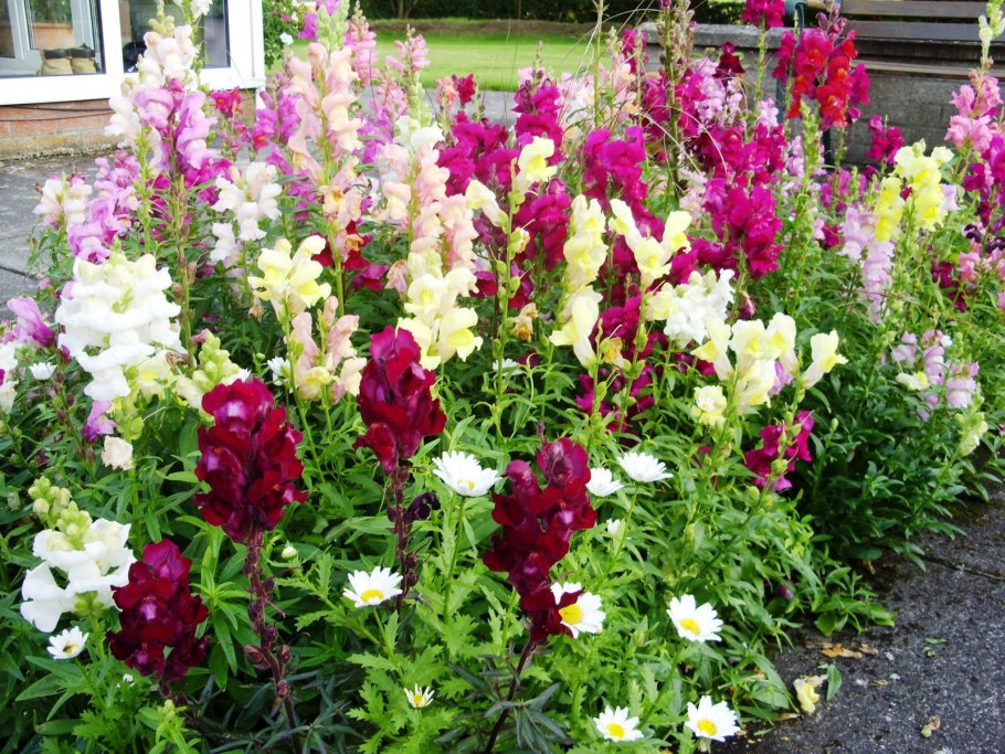 Львиный зев на клумбе