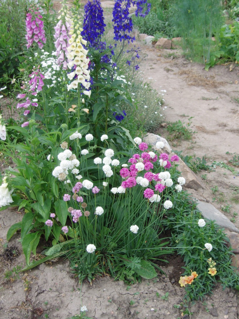 Клумба Мальва дельфиниум Хоста Флоксы рудбекия