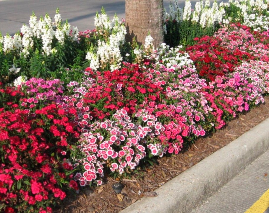 Годеция многолетняя