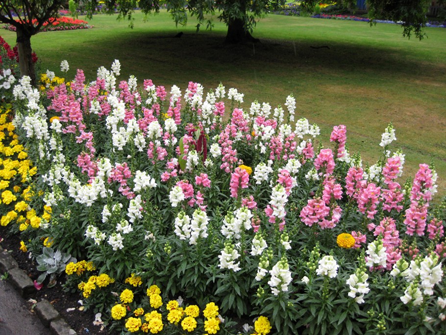 Физостегия и дельфиниум