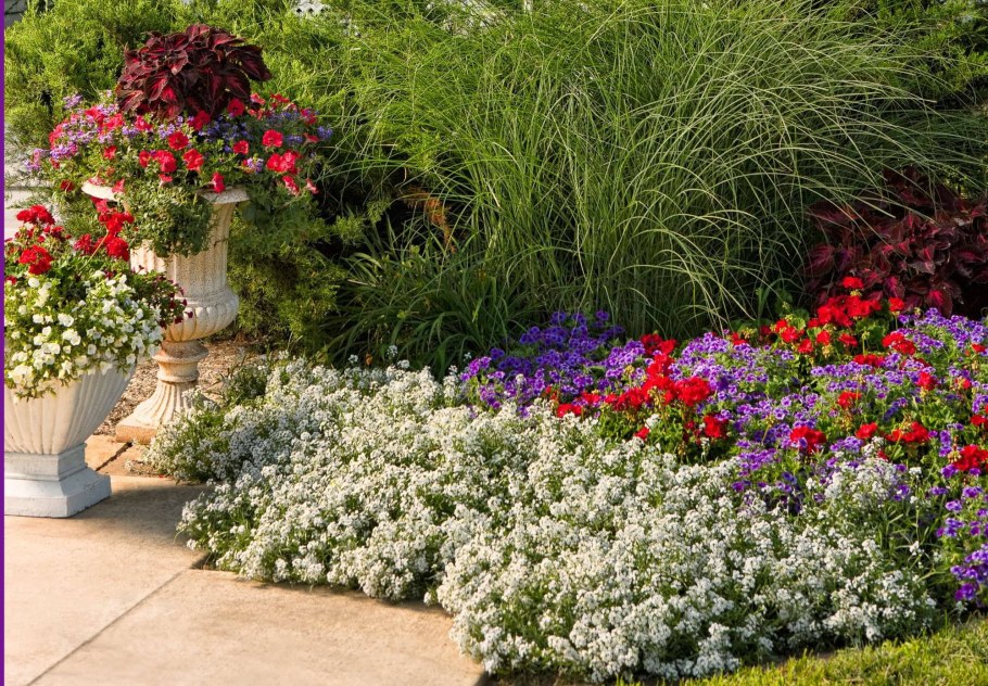 Алиссум и лобелия