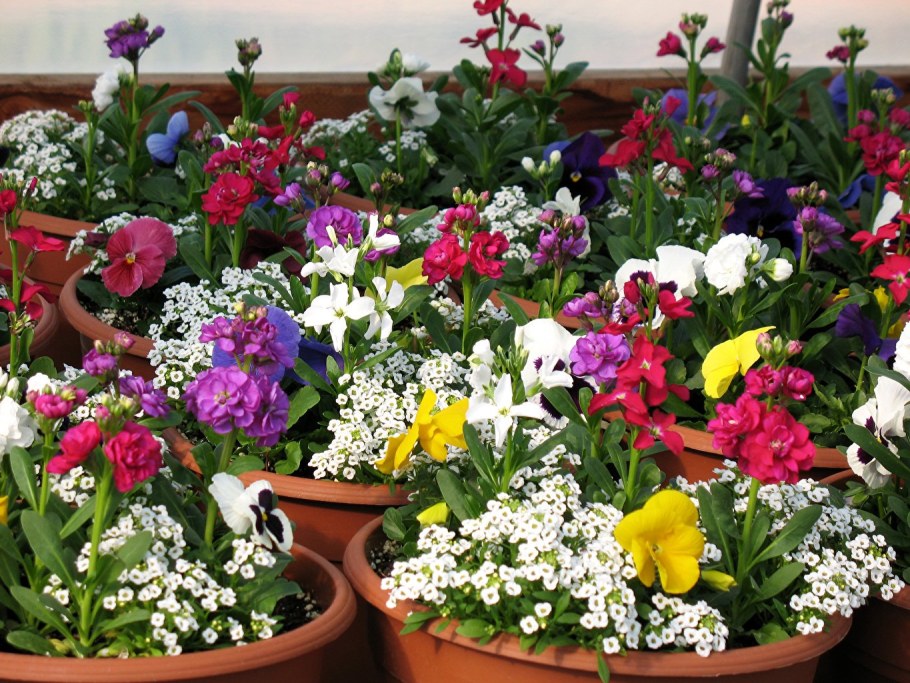 Алиссум и Анютины глазки