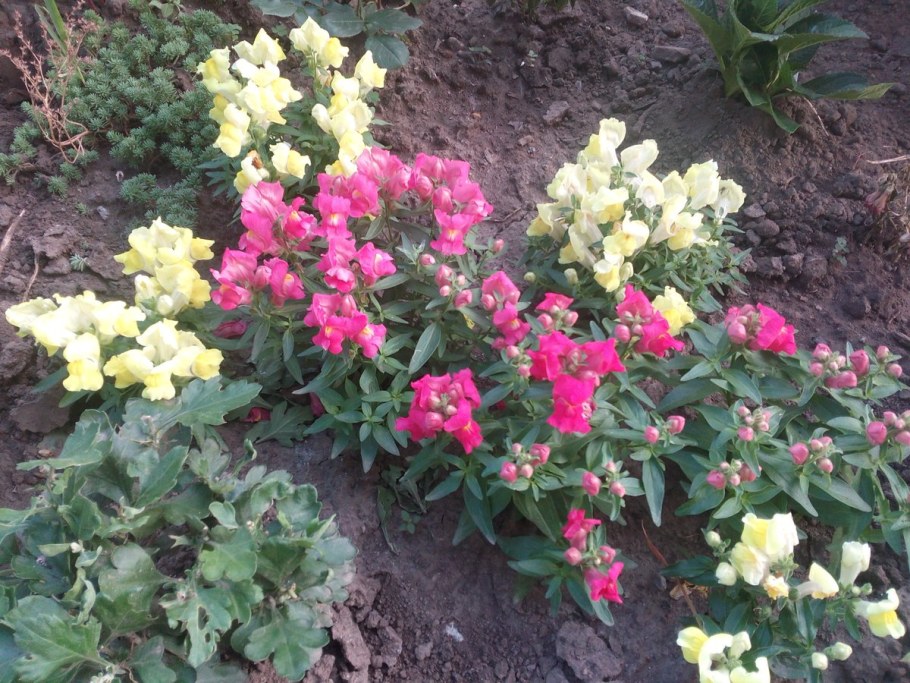 Левкой и львиный зев