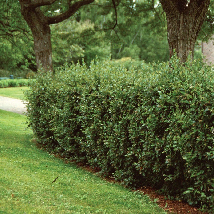 Кизильник блестящий Cotoneaster lucidus