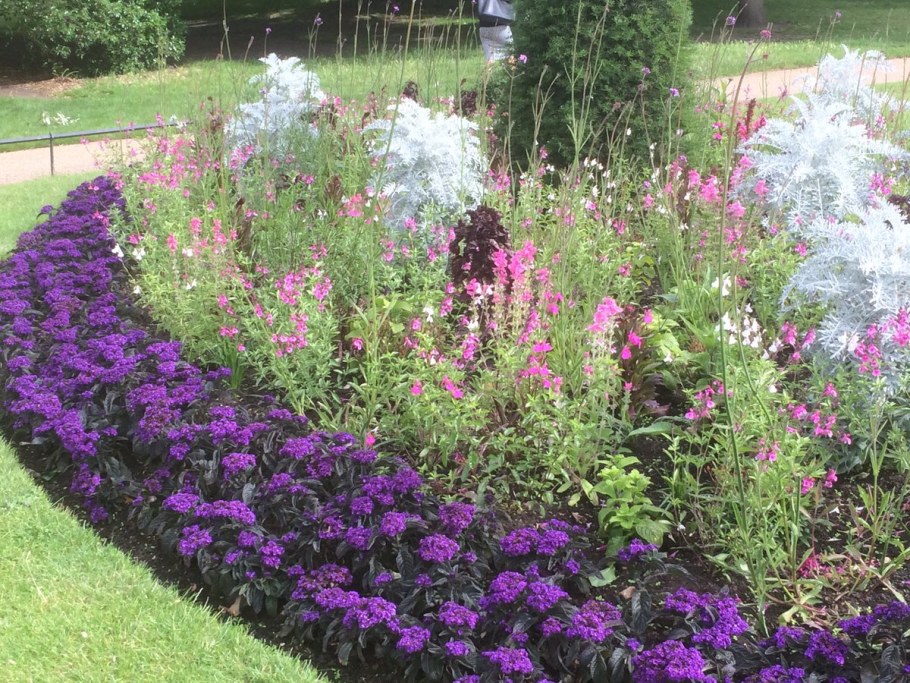 Гелиотроп на клумбе